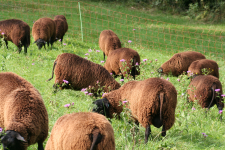 images/Unsere-Tiere/schafweide und flockenblumen 2014.png